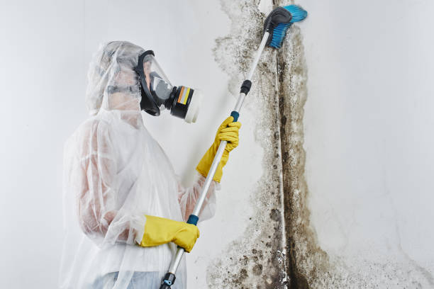 Why You Should Choose Our Mold Remediation Services in Triangle, VA